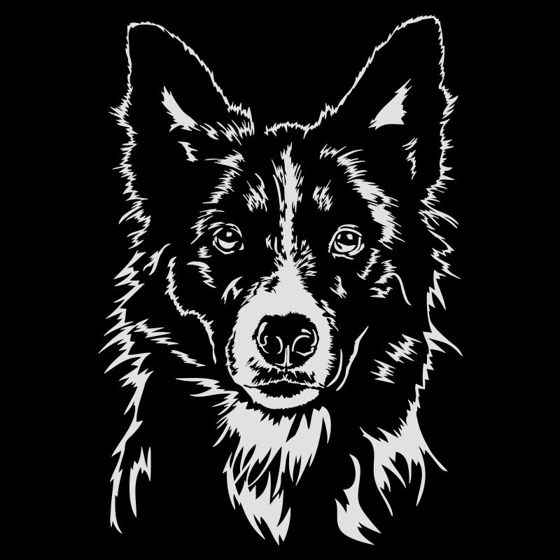 BORDER COLLIE Portrait de Wilsign