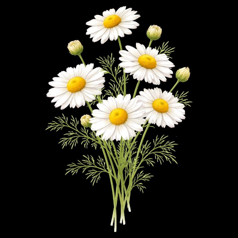 Illustration de fleurs de camomille