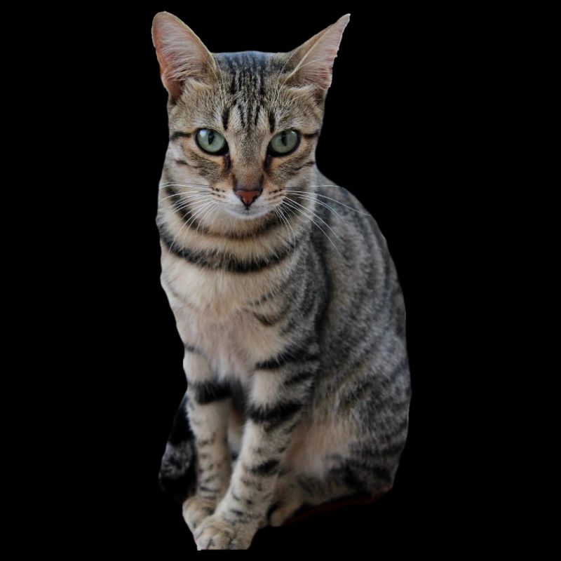 Chat chat chaton doux