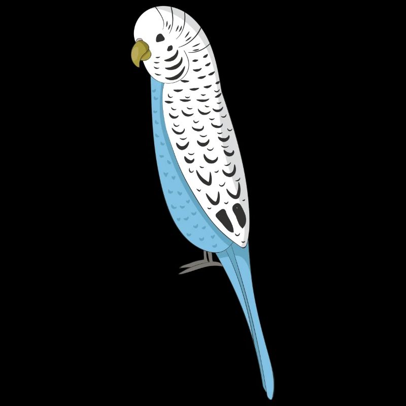 budgerigar