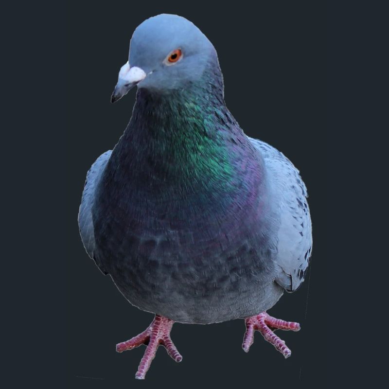 Colombe, Oiseau