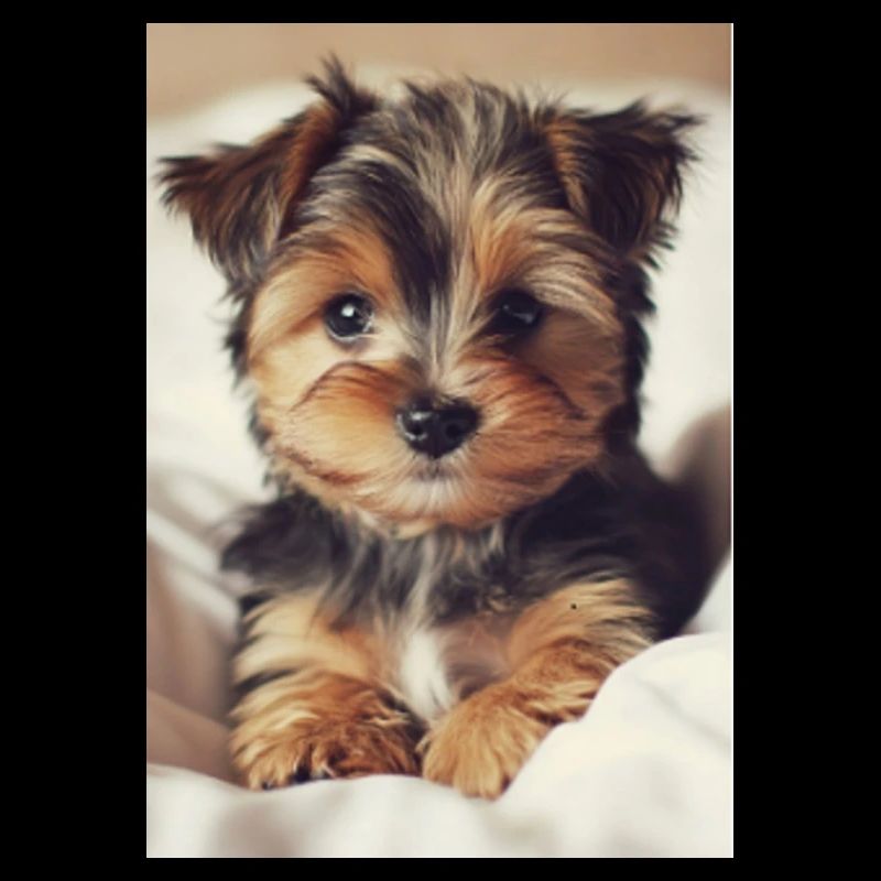 Chiot
