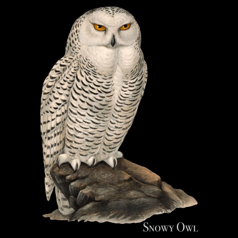 Snowy Owl