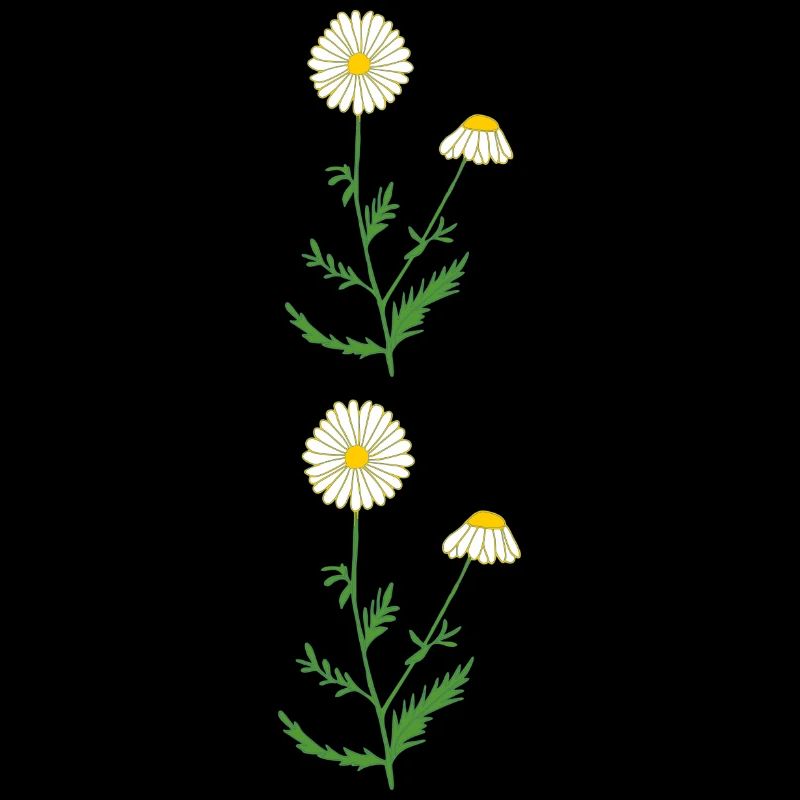 camomile
