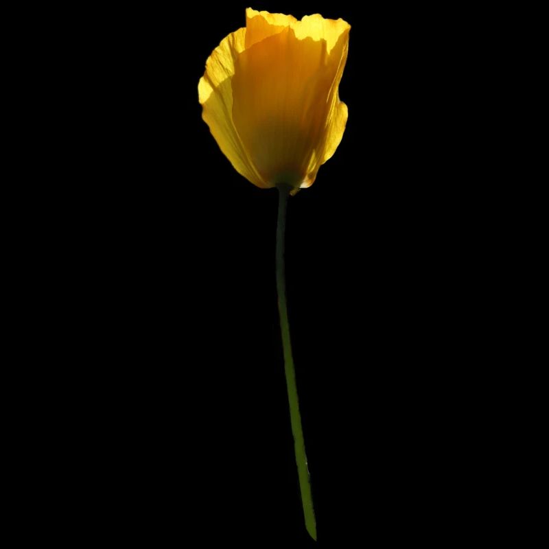 gelbe Mohnblume Mohn