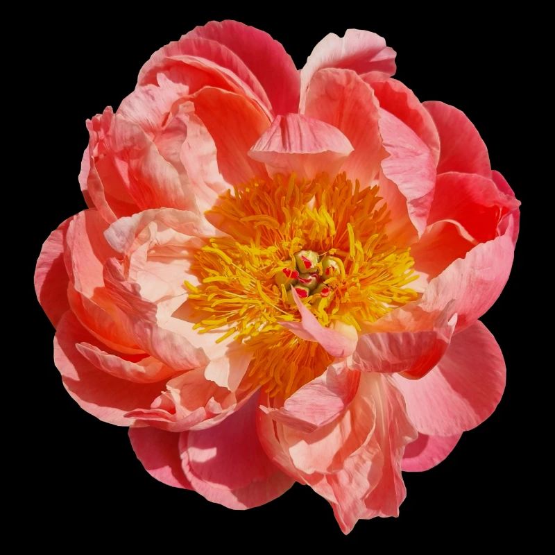 Pfingstrose orange Blüte Blume Einzelblüte