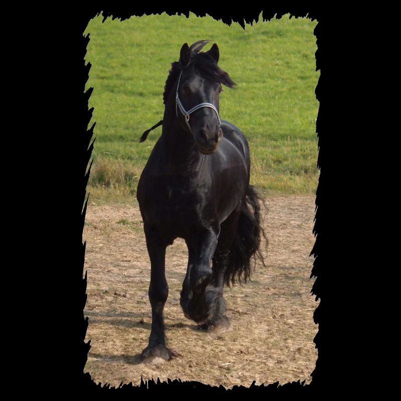 Friesian stallion