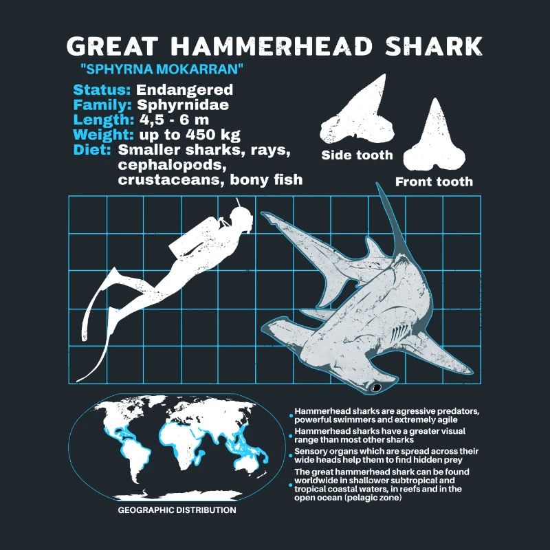 Fiche technique du requin-marteau