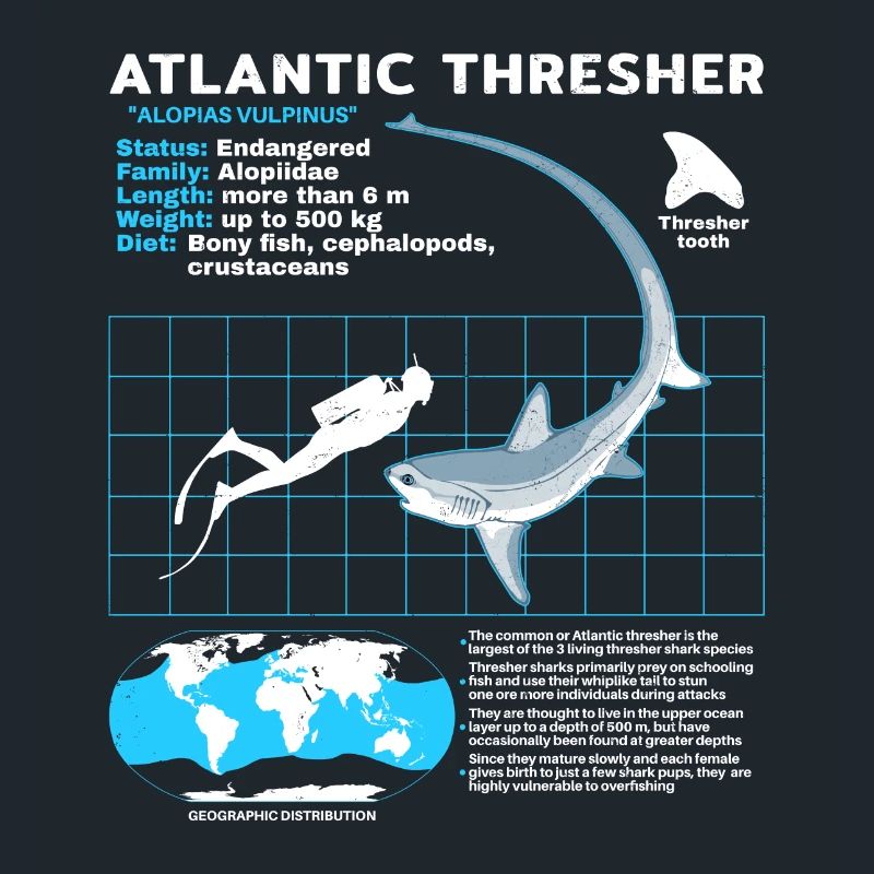 Fiche technique du requin-renard