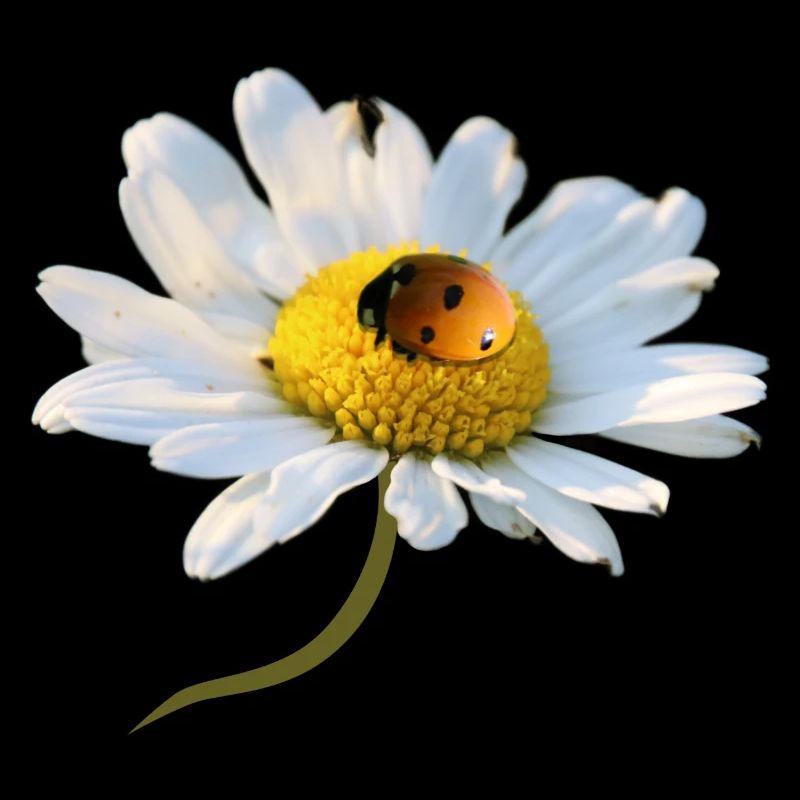 Marguerite Ladybug