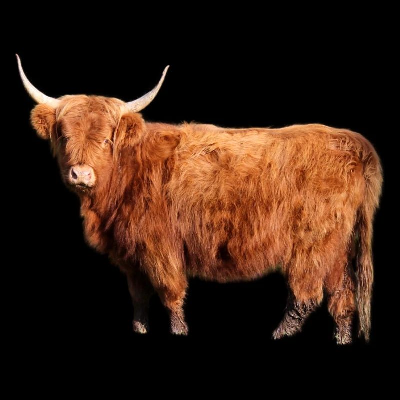 Scottish Highland cattle