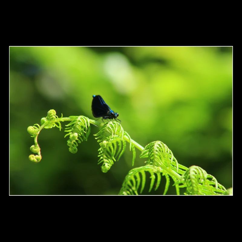 Männlicher Calopteryx auf Adlerfarn