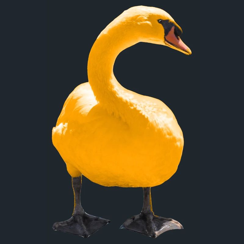 swan