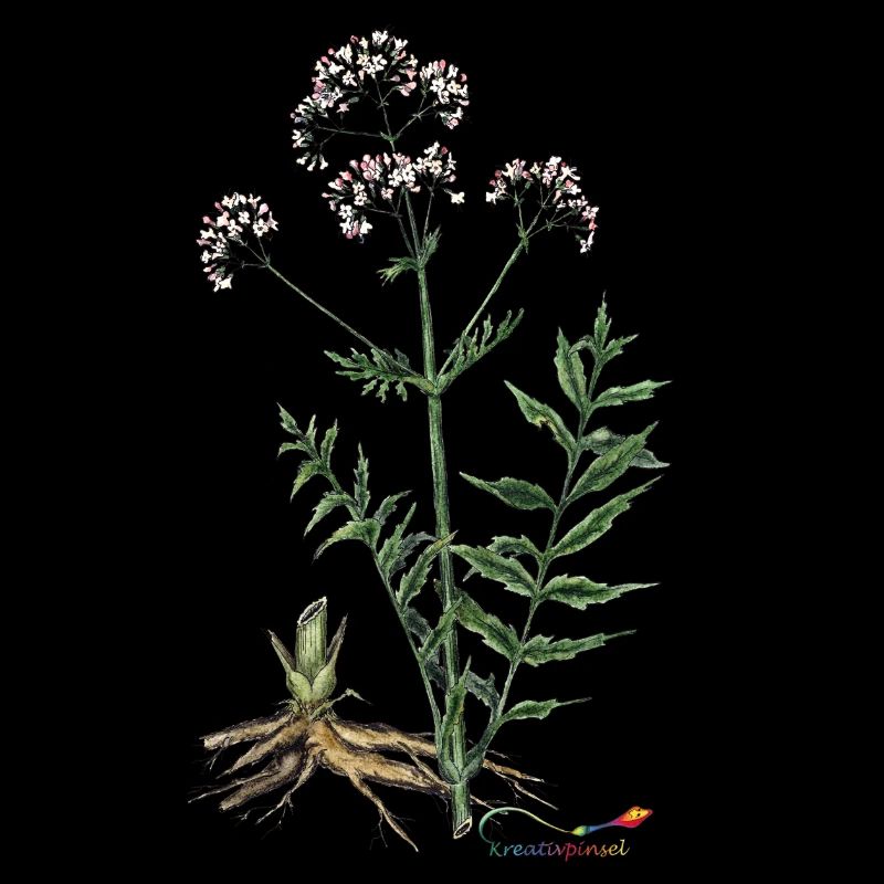 Baldrian (Valeriana officinalis)