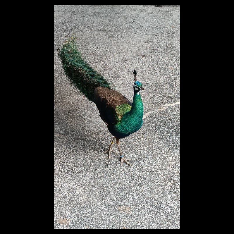 Nicebird (en anglais seulement)