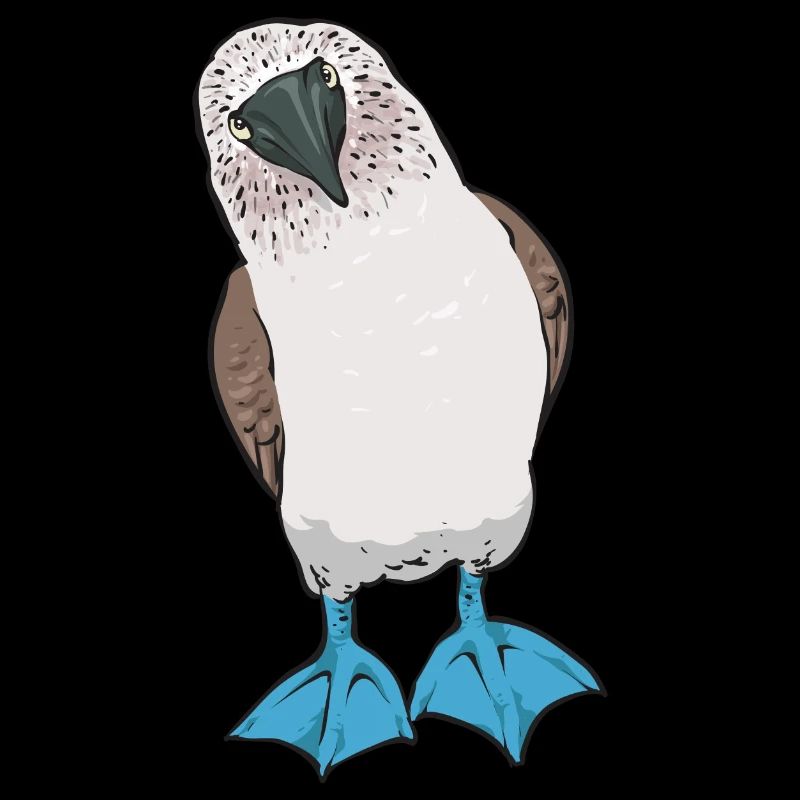 Blaufußtölpel Blue-footed Booby Seevogel