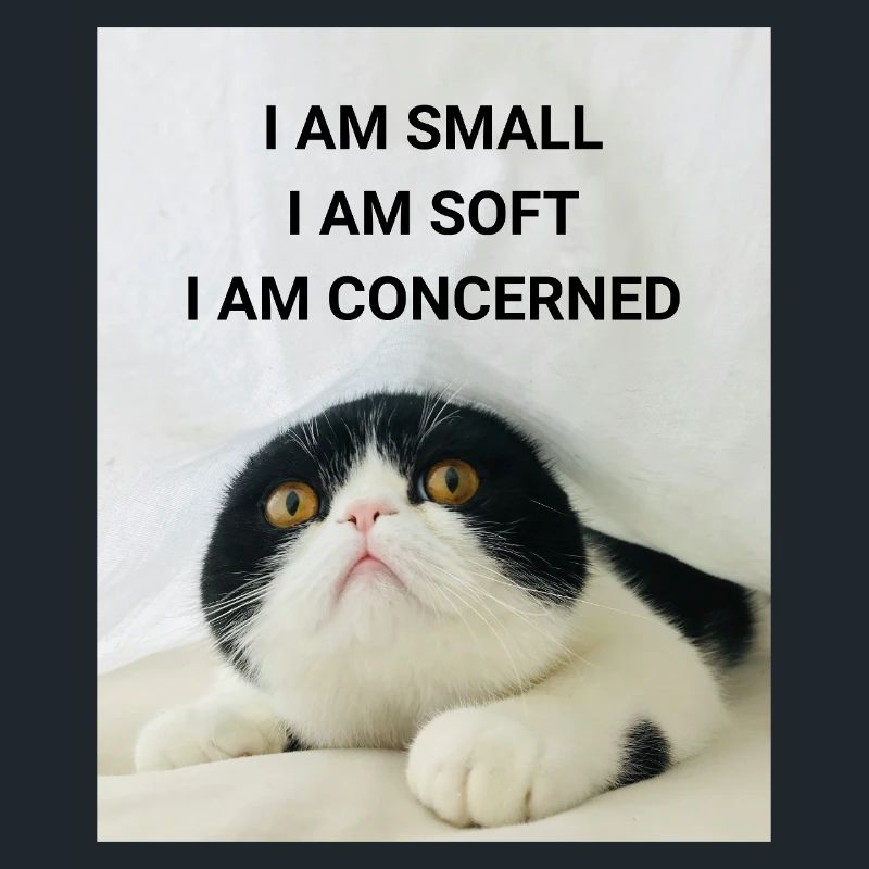 I AM SMALL, I AM SOFT, I AM CONCERNED CAT MEMES