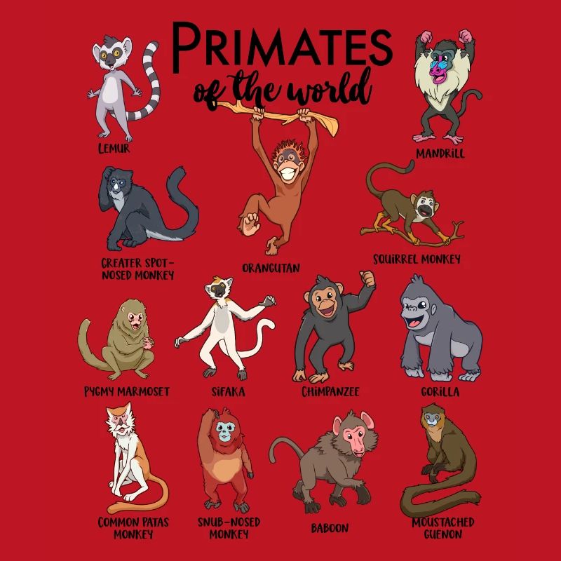 Différents singes - Types de primates