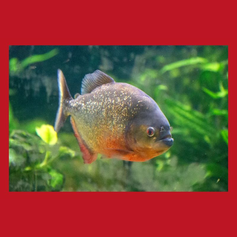 Piranha fish silver red Sharp teeth