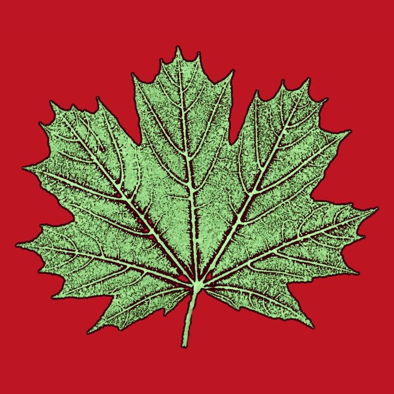 Maple leaf / érable feuille - Botanique