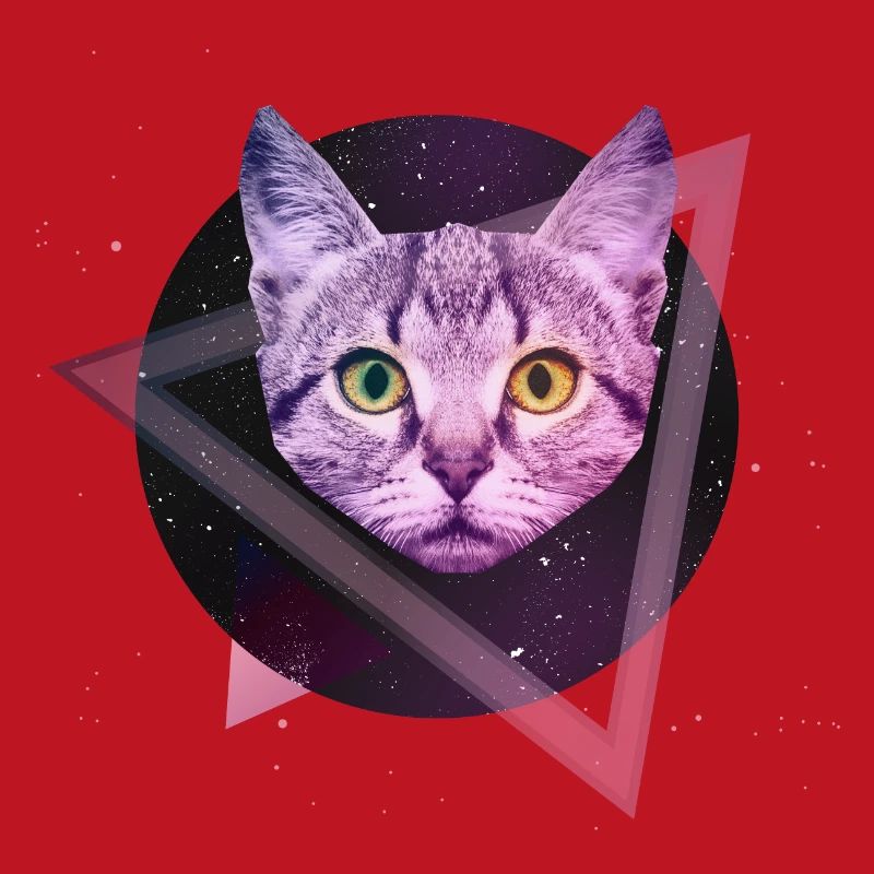 Chat de l'espace