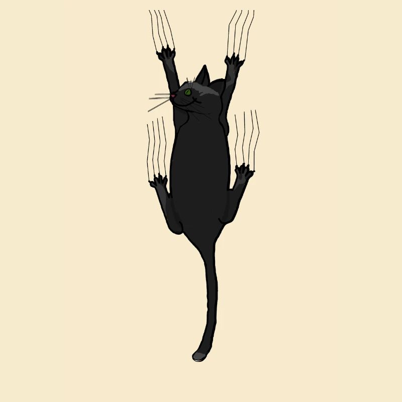 Cat, cat lover
