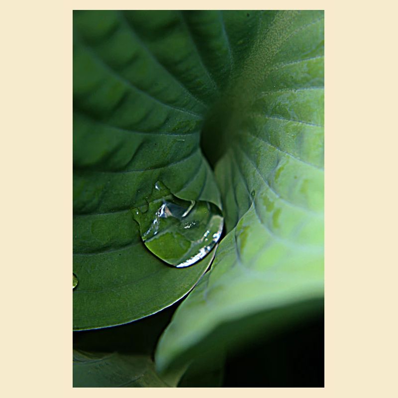 Rosée tropicale verte feuillue