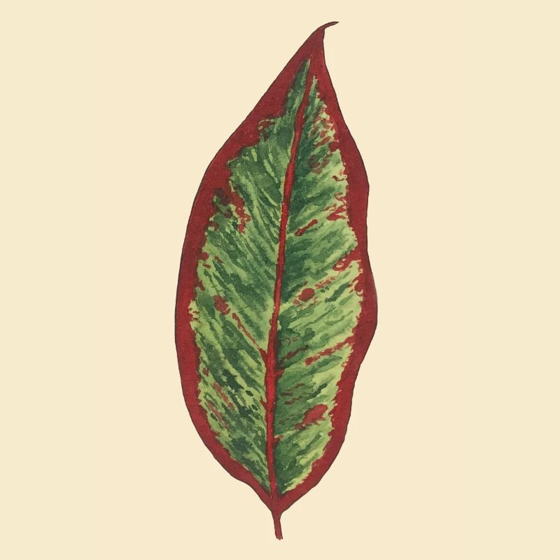 Philodendron leaf plantlover botany plants