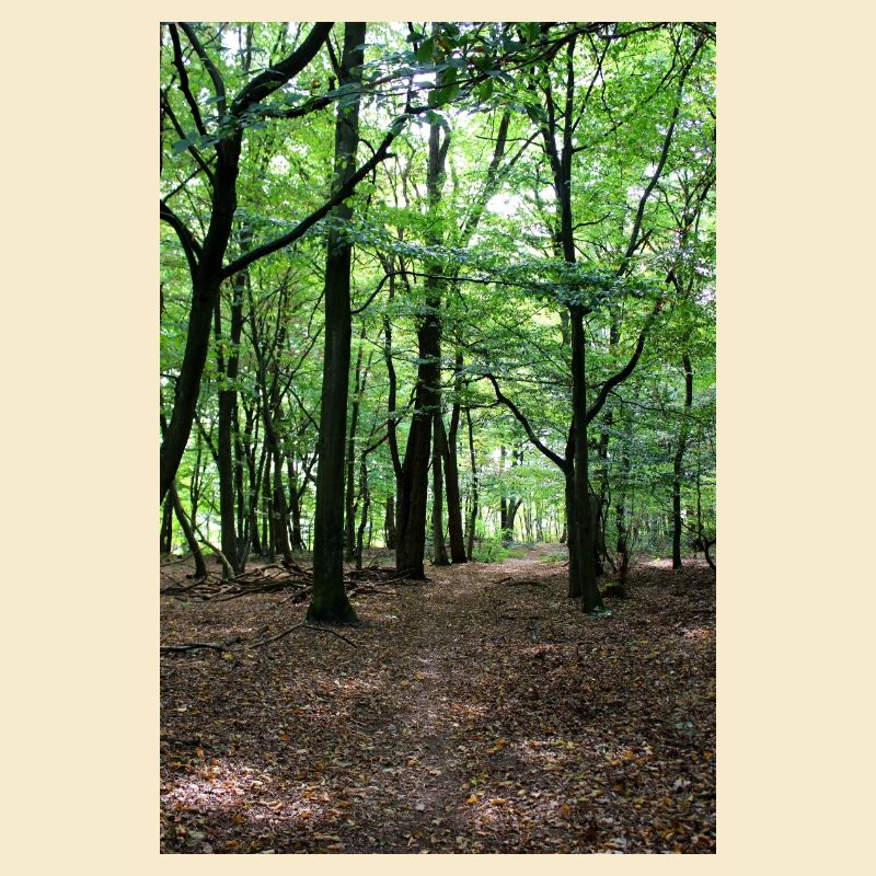 Forest Tree Trees Walk Nature Forester Poster