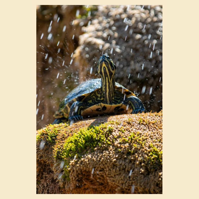 Gelbbauch-Slider Trachemys scripta scripta