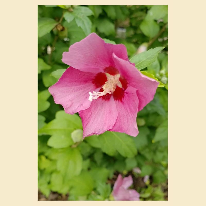 Pink Hibiscus (Shrub Marshmallow)