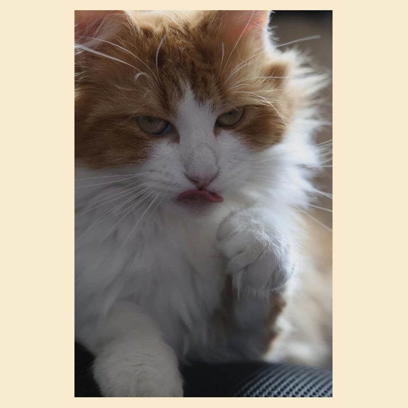 A long-haired cat staring at us