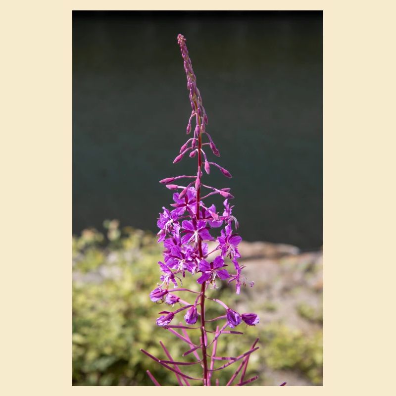 fireweed also willow herb also rosebay willowherb