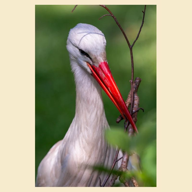 Weißstorch oder Klapperstorch