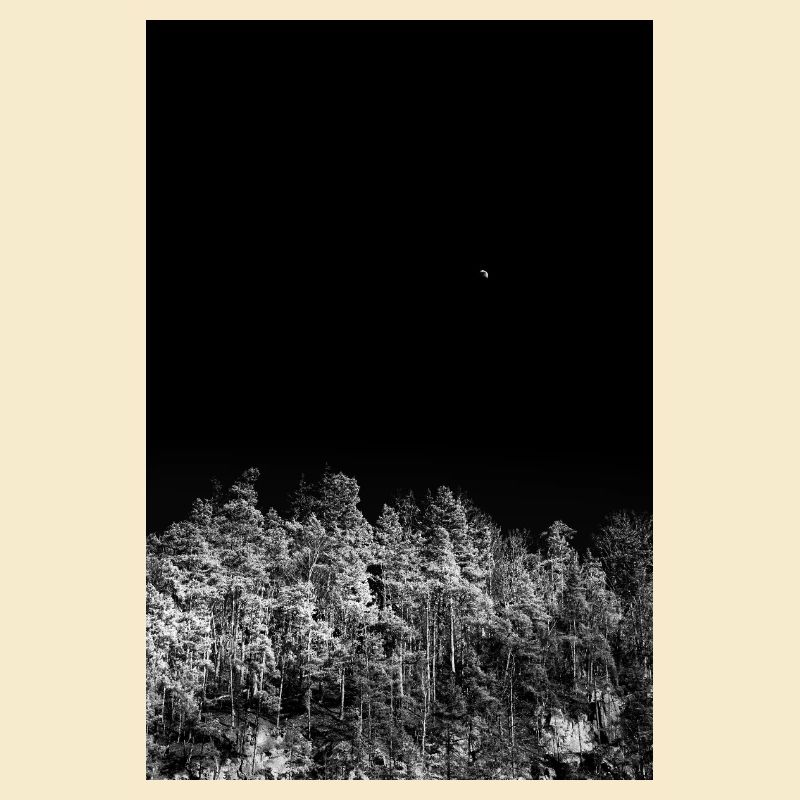 Forêt nocturne en tons monochromes