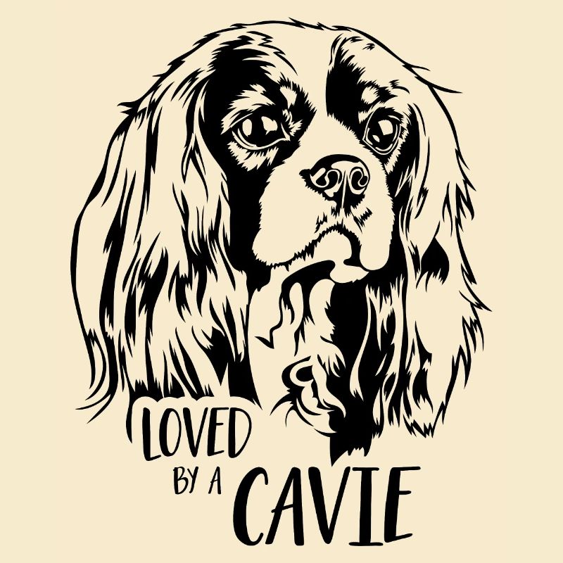 Cavalier King Charles Spaniel loved by a Cavie