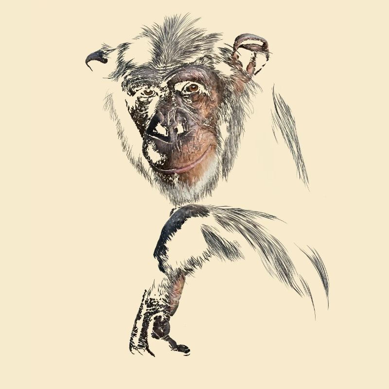 Chimpanzé