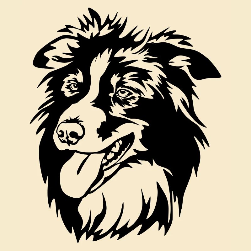 Border Collie Kopf