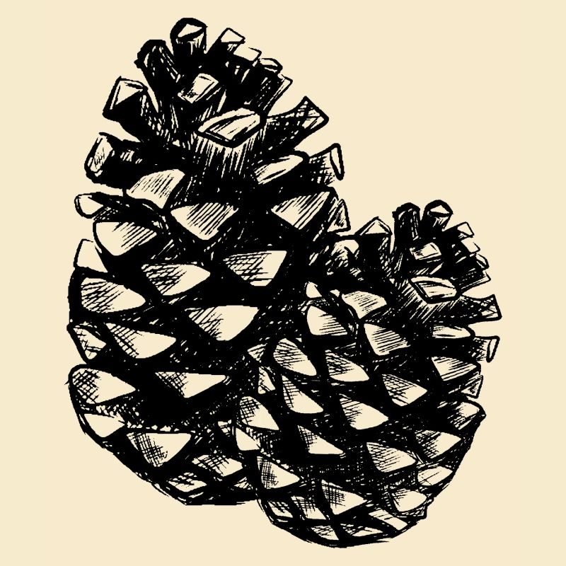 Two pine cones