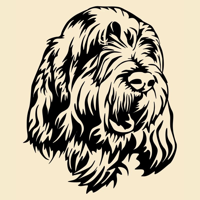 Spinone Italiano Head
