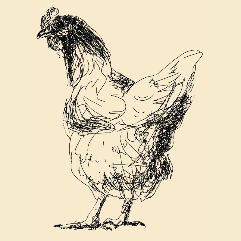 Poulet