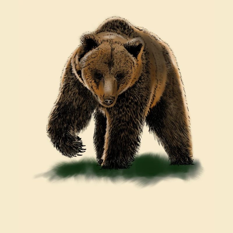 bear