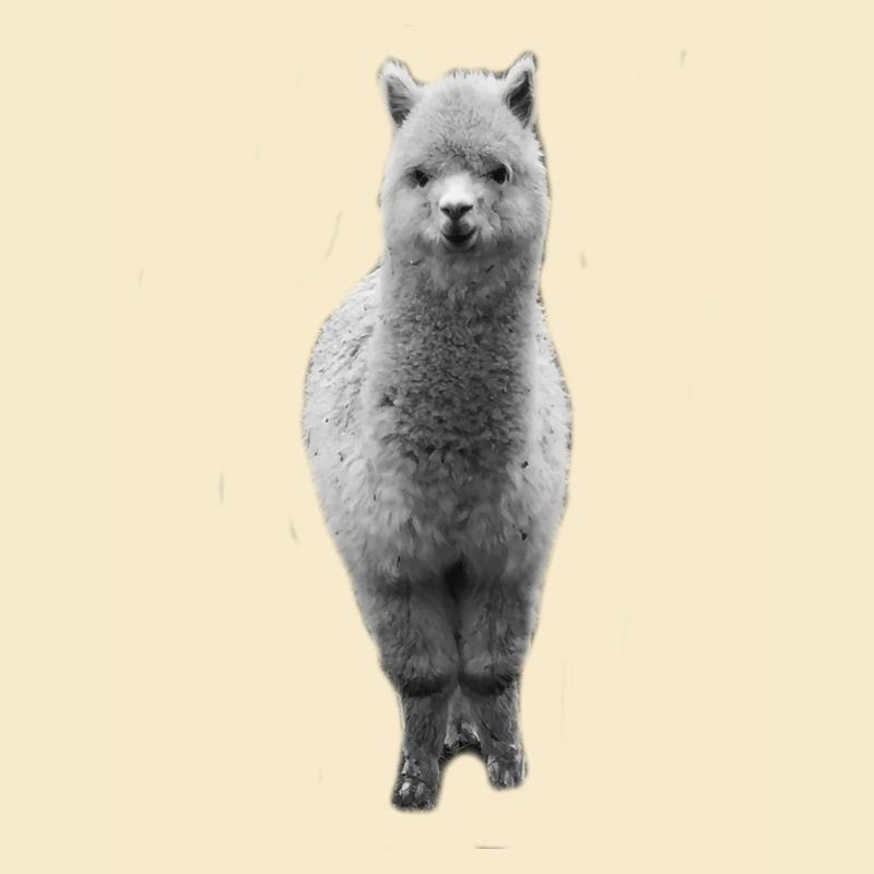 alpaca | Alpacas