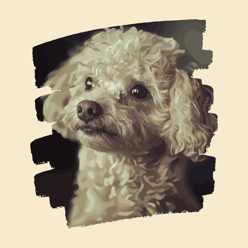 Caniche