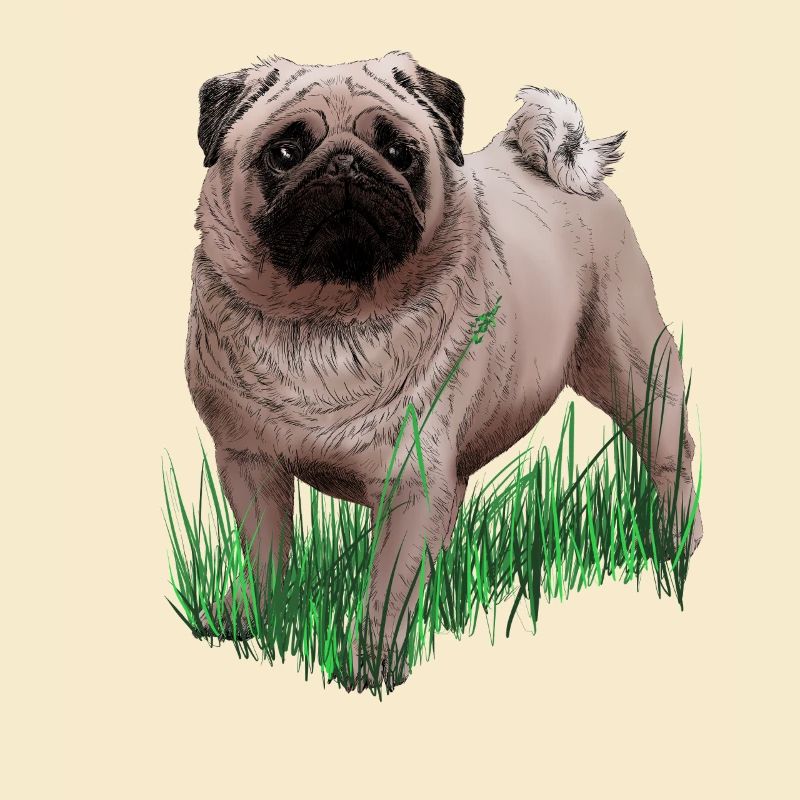 Pug