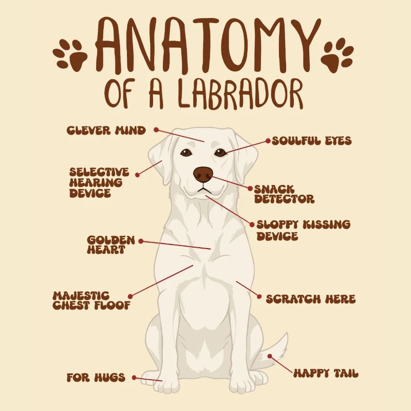 Anatomie eines white Labradors