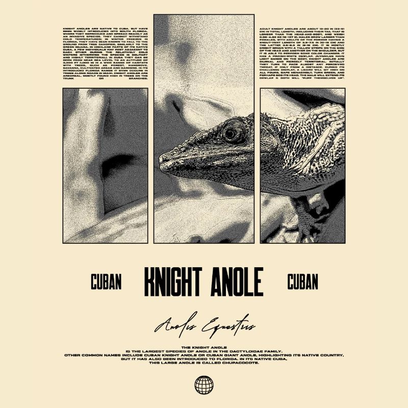 Cuban Knight Anole Lizard Owner Reptile Keeper