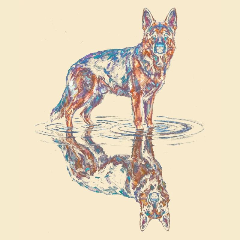 German Shepherd with Water Reflection