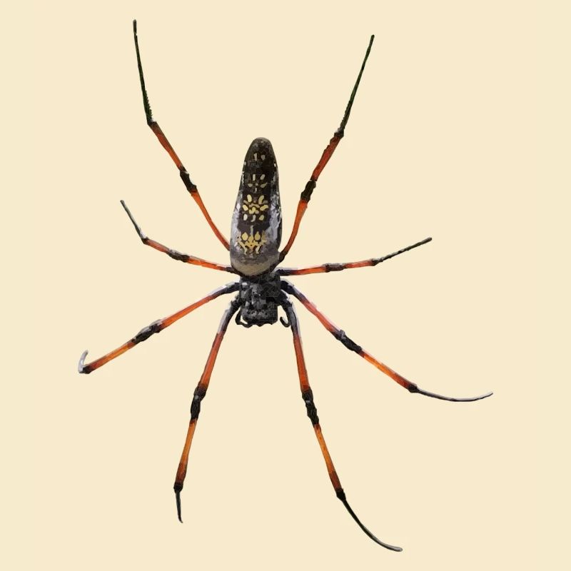 Spinne Nephila in Polygon Design