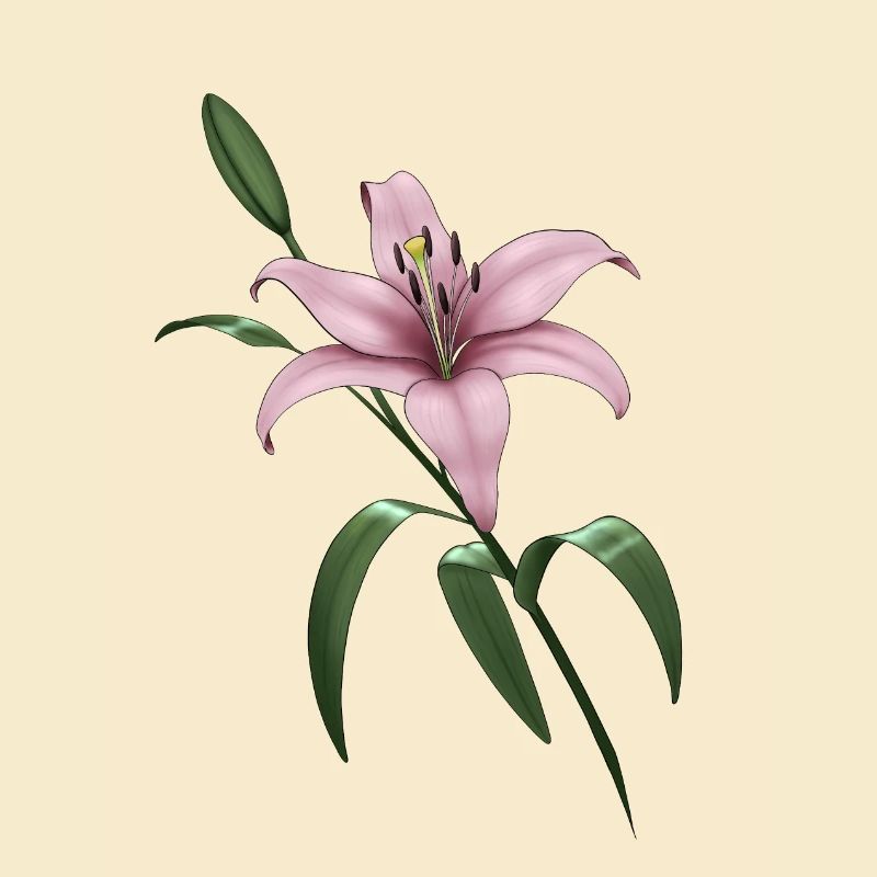 Lys rose